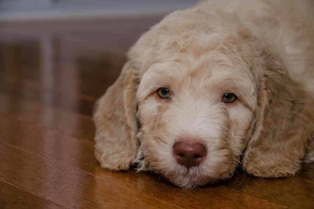 When Do Labradoodles Shed Their Puppy Coat? Yolo Pooch