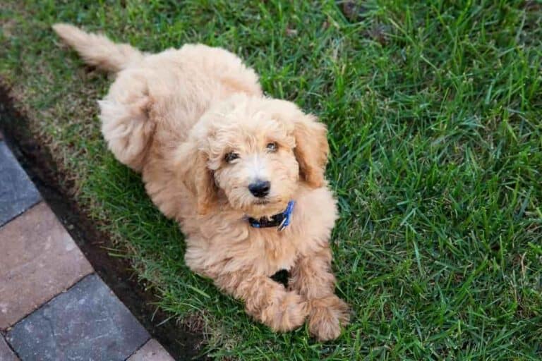 When Do Labradoodles Shed Their Puppy Coat?