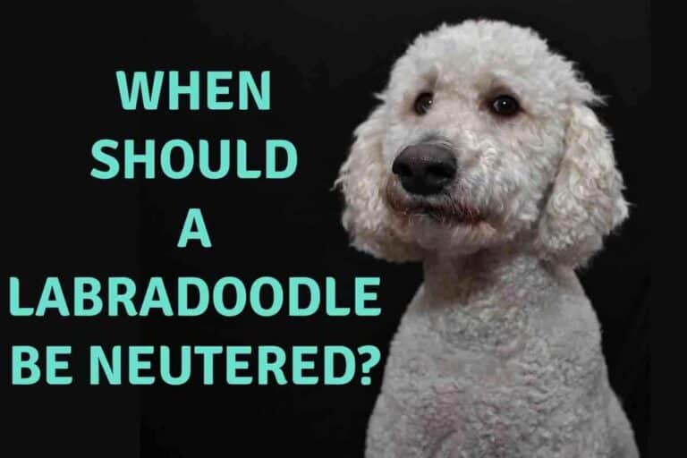 When Should a Labradoodle Be Neutered?