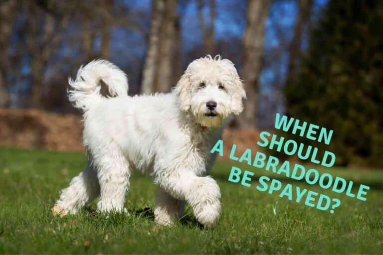 When Should a Labradoodle be Spayed?