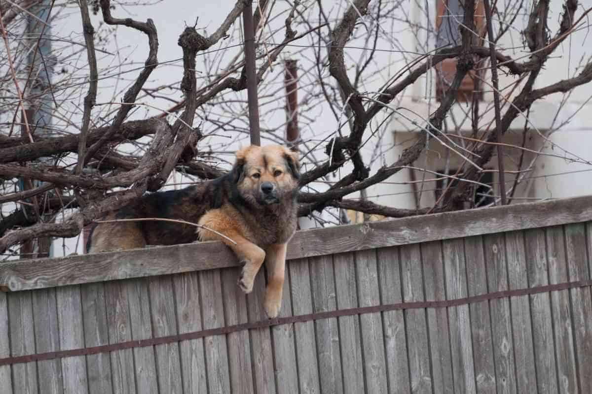 Which Dog Breeds Jump Fences? - Yolo Pooch