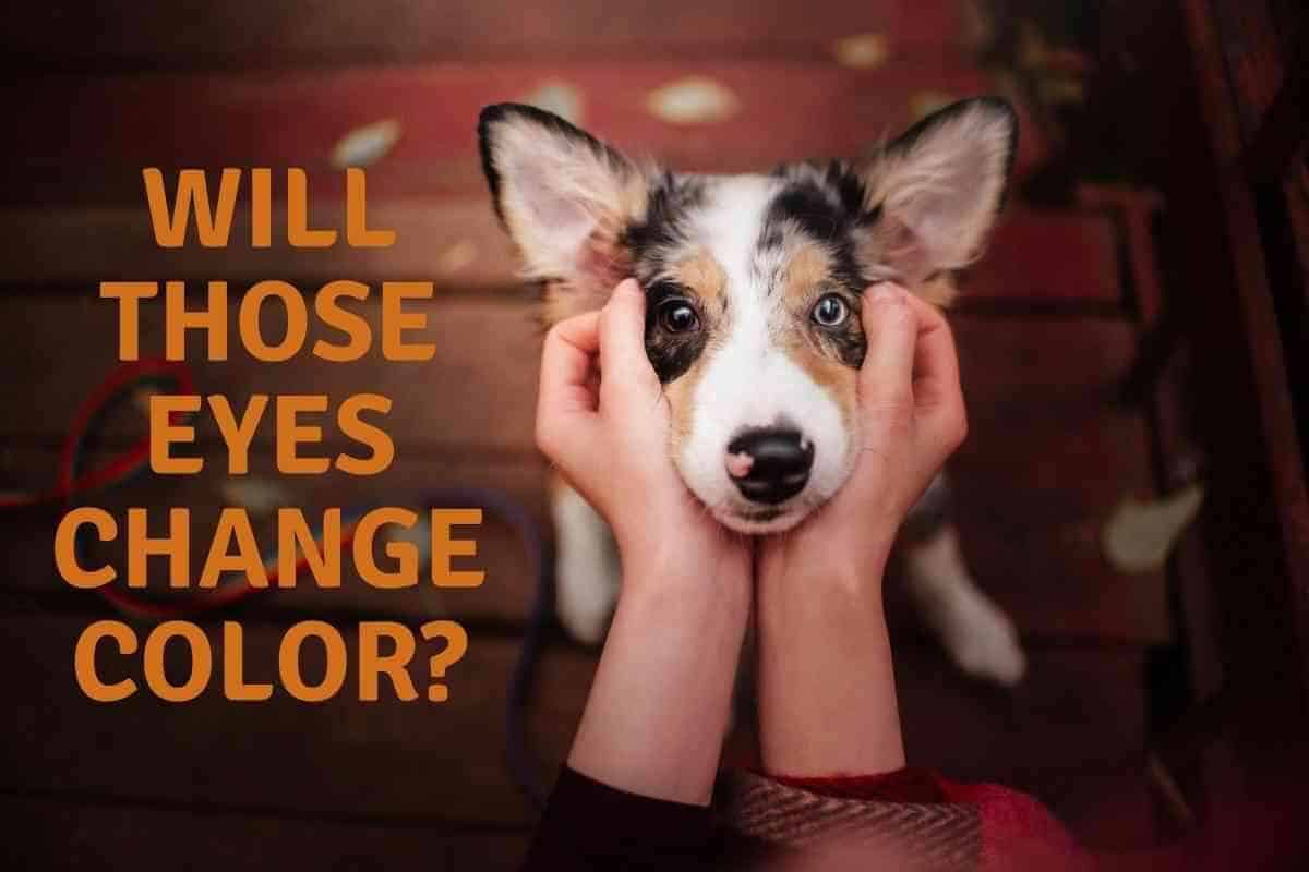 Do Puppies’ Eyes Change Color As They Get Older? - Yolo Pooch