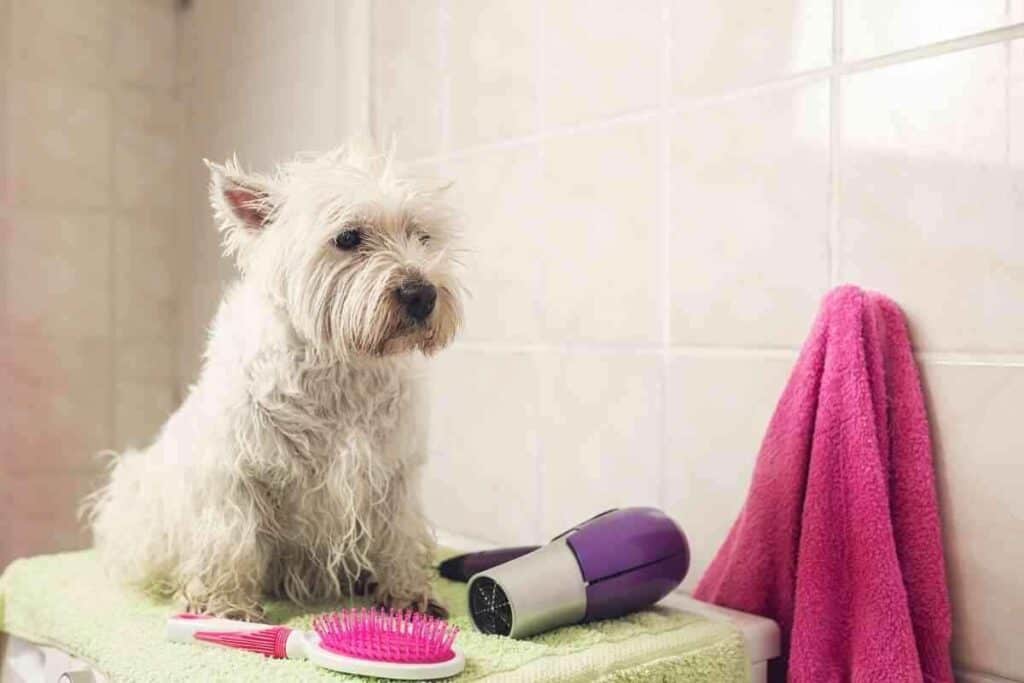Do Dogs Feel Better After a Bath 1 Do Dogs Feel Better After a Bath?