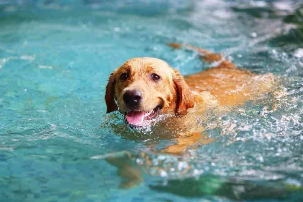 How Long Can a Dog Swim How Long Can a Dog Swim?