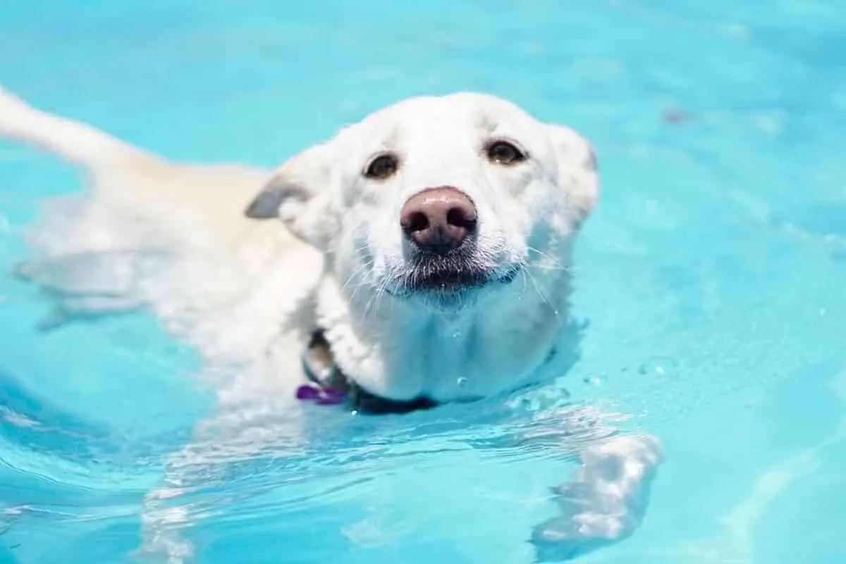 how long can a puppy swim