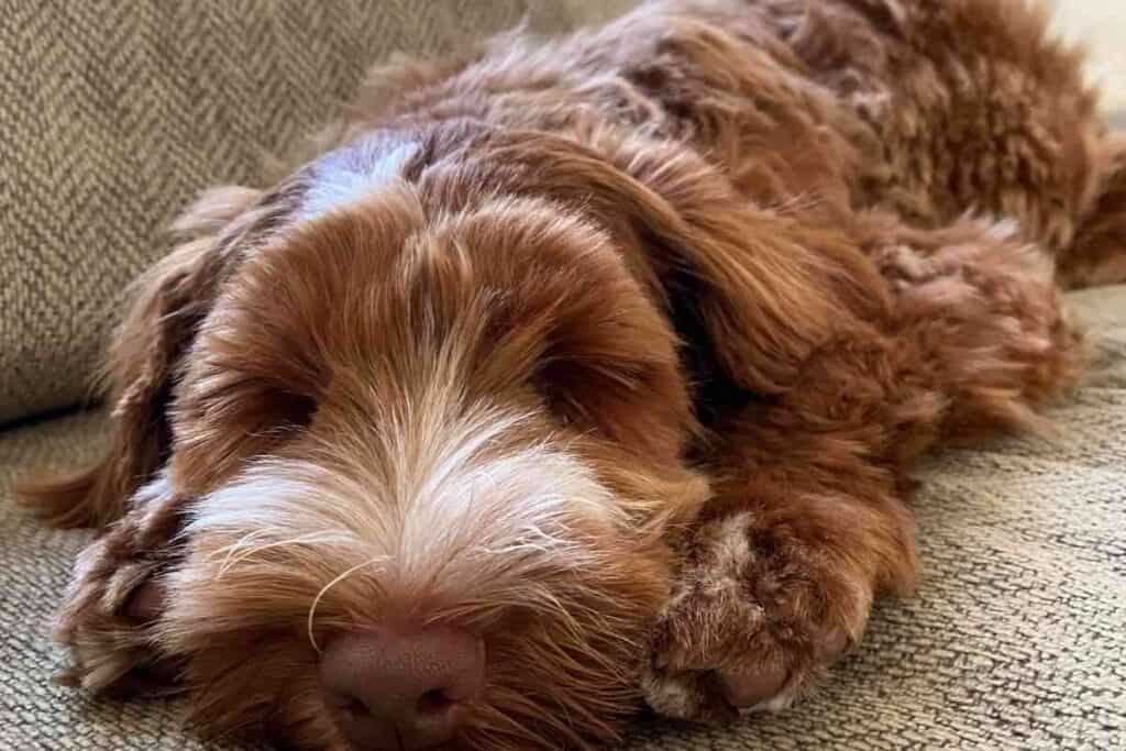 How Much Sleep Does a Labradoodle Puppy Need Do They Sleep a Lot 1 How Much Sleep Does a Labradoodle Puppy Need? Do They Sleep a Lot?