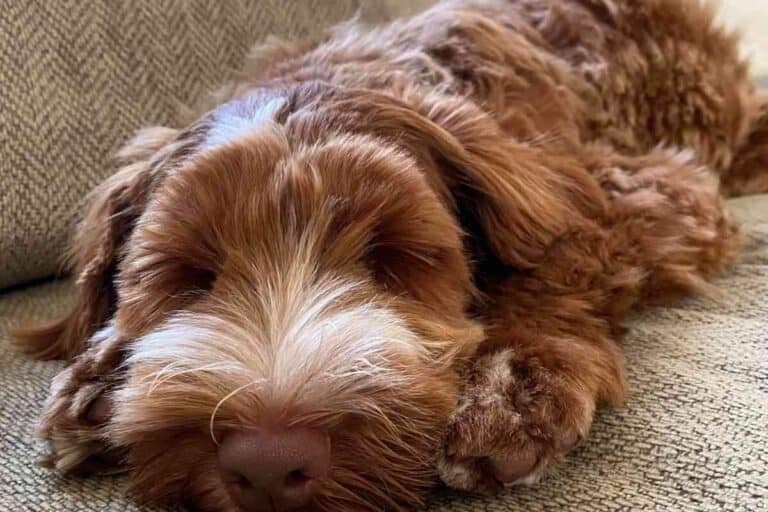 How Much Sleep Does a Labradoodle Puppy Need? Do They Sleep a Lot
