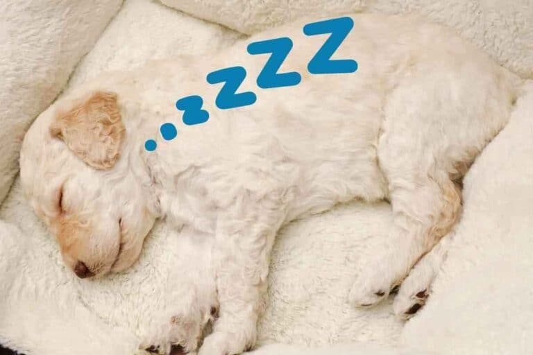 How Much Sleep Does a Labradoodle Puppy Need? Do They Sleep a Lot?