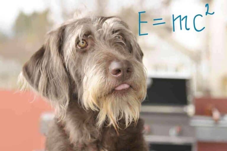 How Smart Are Labradoodles?