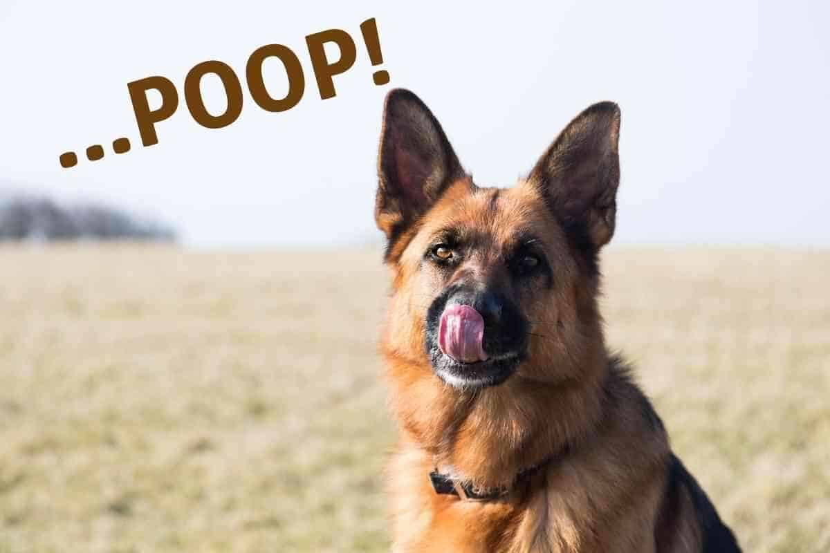 how many times does a german shepherd poop