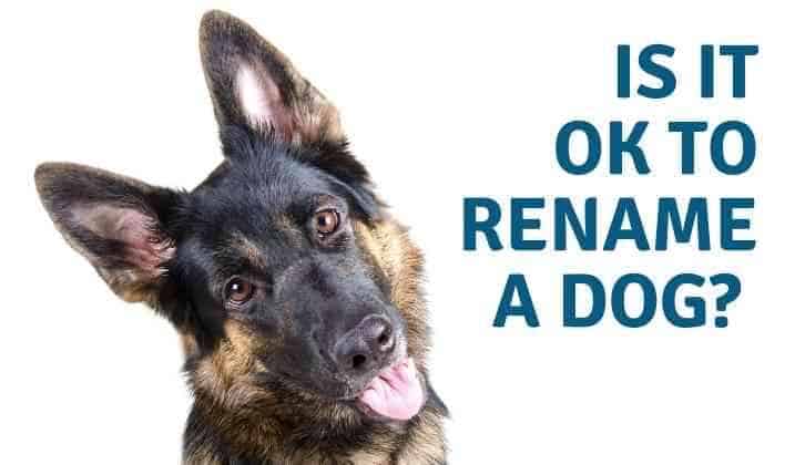 Is it OK to Rename a Dog? - Yolo Pooch
