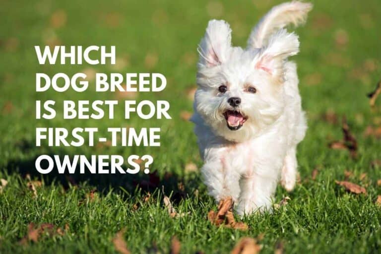 Which Dog Breed is Best for First-Time Owners? (Explained)