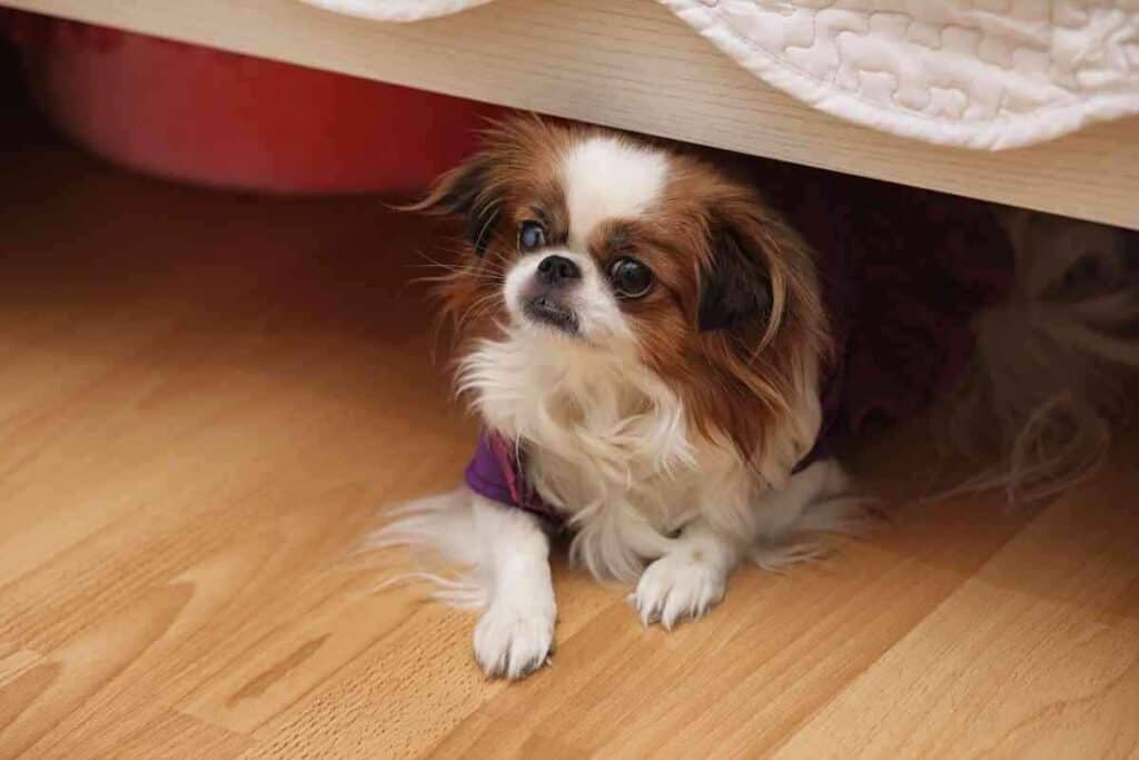 Why Does My Dog Sleep Under the Bed? 1 Why Does My Dog Sleep Under the Bed 1 Why Does My Dog Sleep Under the Bed?