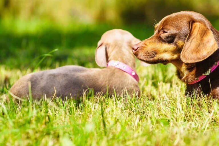 Can Dachshunds Live Outside? (Explained!)