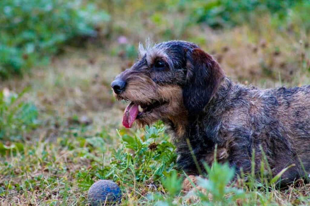 Can Dachshunds Live Outside