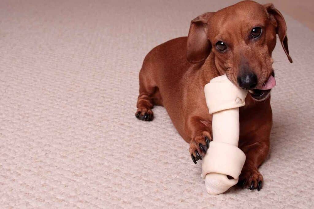 are bones safe for dachshund puppies