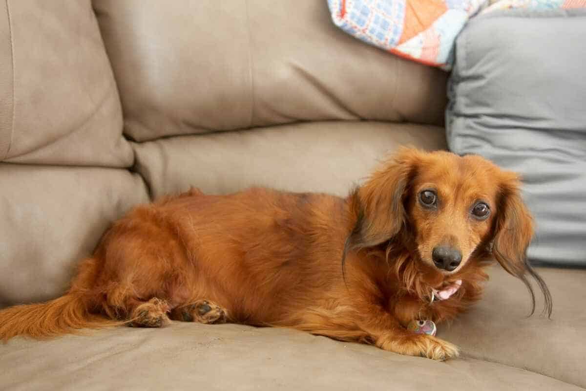 Why do Dachsunds Cry