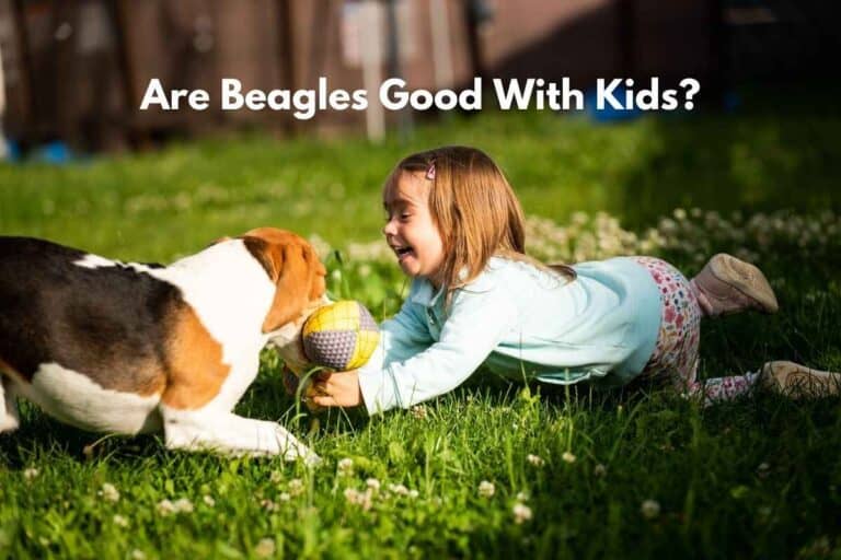 Why Beagle Puppies Make Good Dogs For Kids? (and what to expect if you get one)