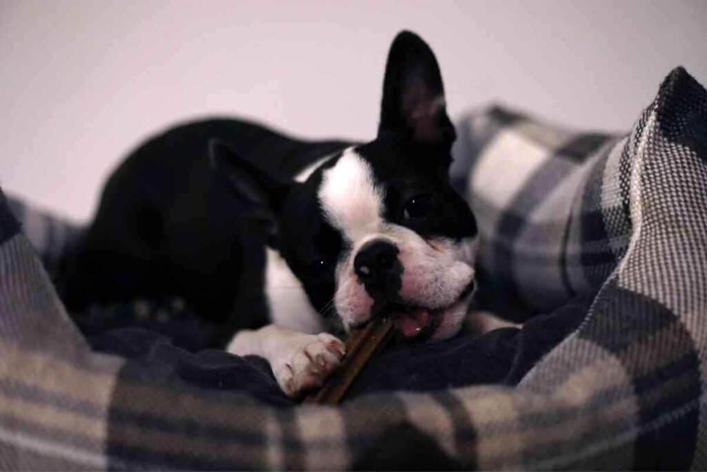 Are Boston Terriers Big Chewers 1 Are Boston Terriers Big Chewers?