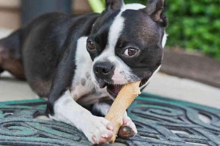 Are Boston Terriers Big Chewers?