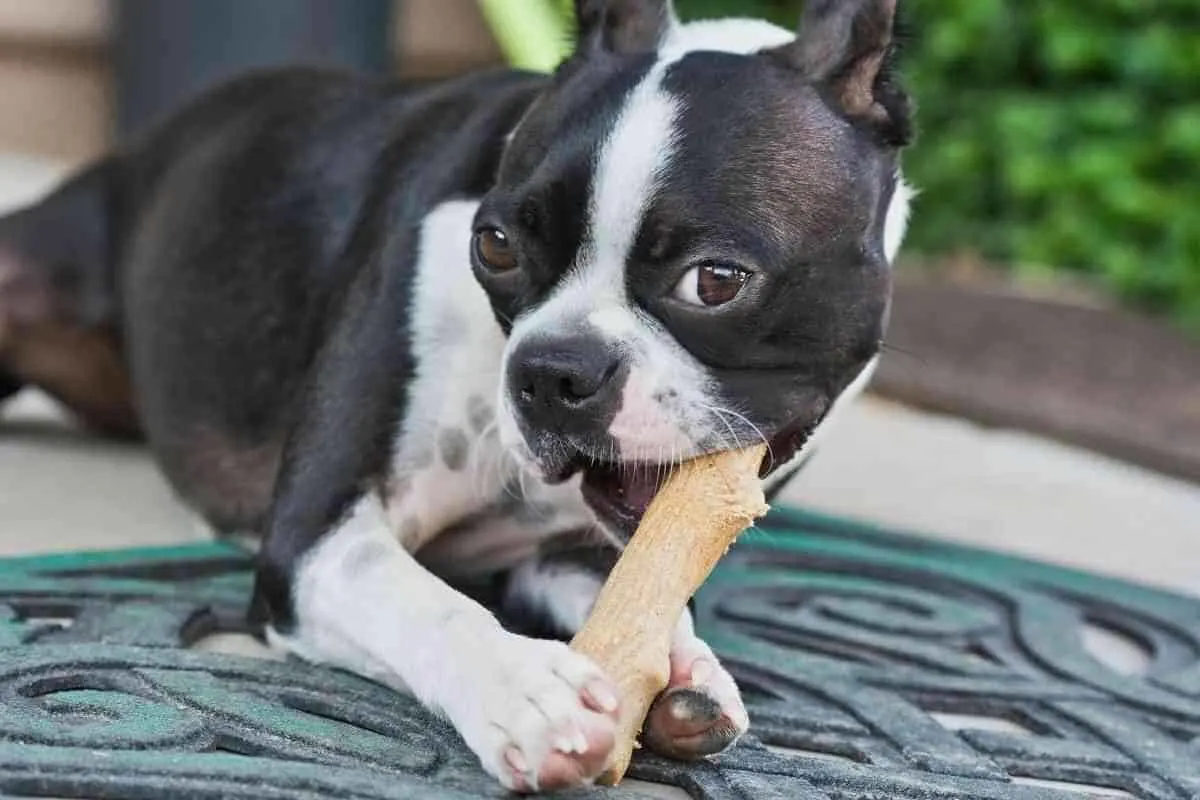 are boston terriers chewers