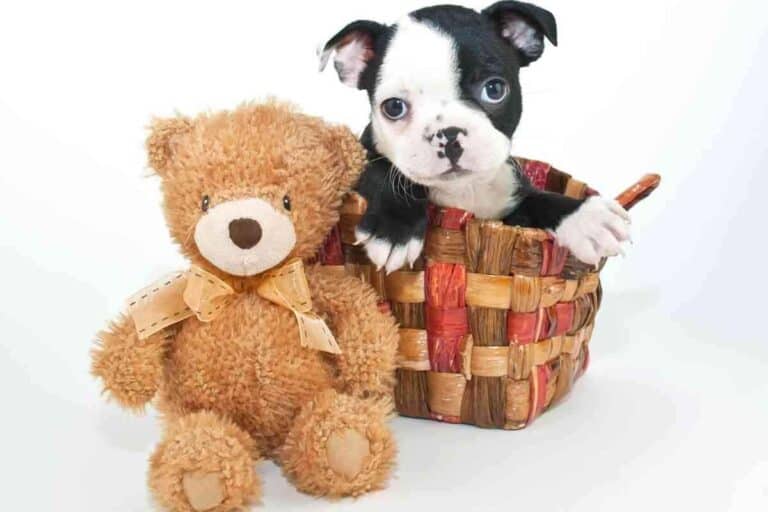 Are Boston Terriers Good With Kids?