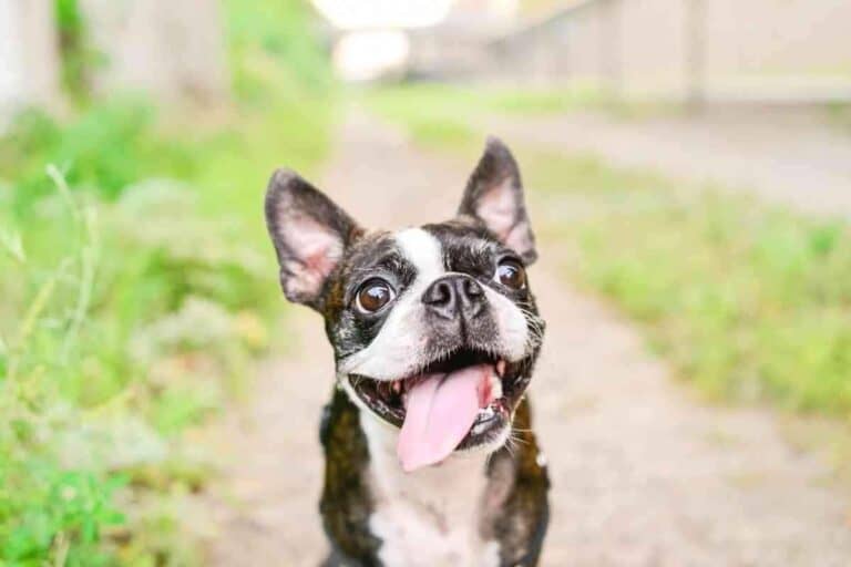 Are Boston Terriers Hyper?