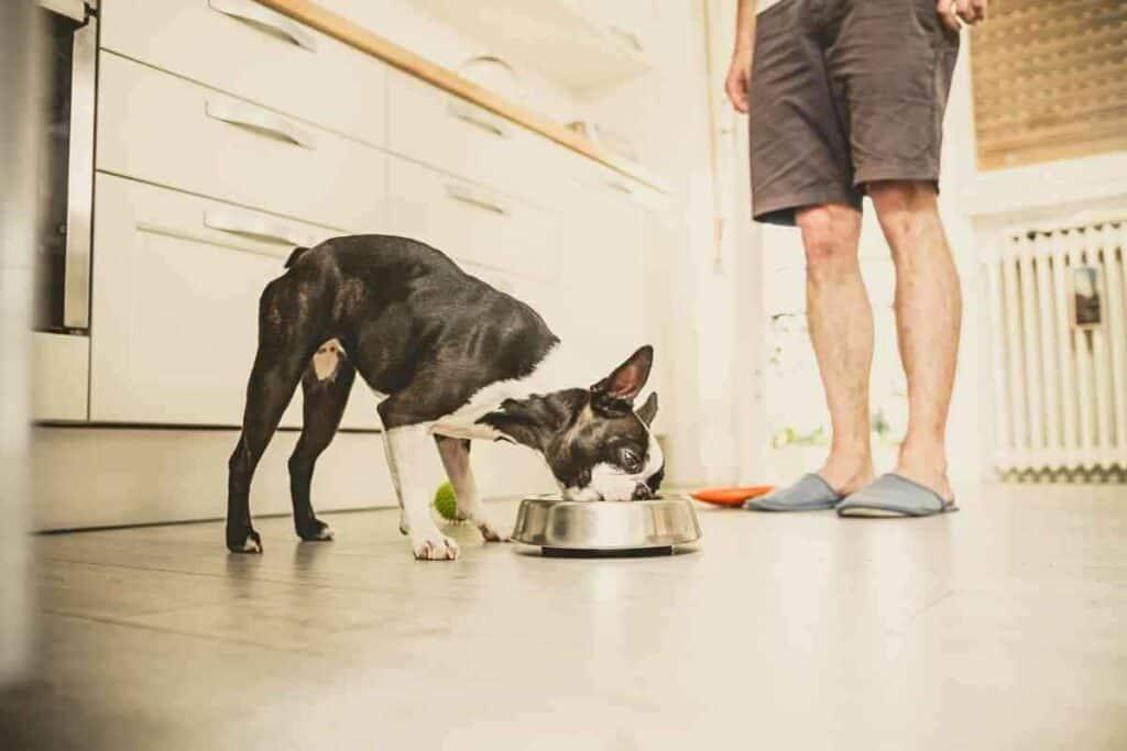 Are Boston Terriers Picky Eaters 1 Are Boston Terriers Picky Eaters?