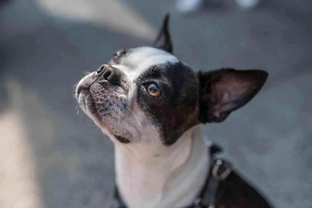 Are Male Or Female Boston Terriers Easier To Train 1 Are Male Or Female Boston Terriers Easier To Train?