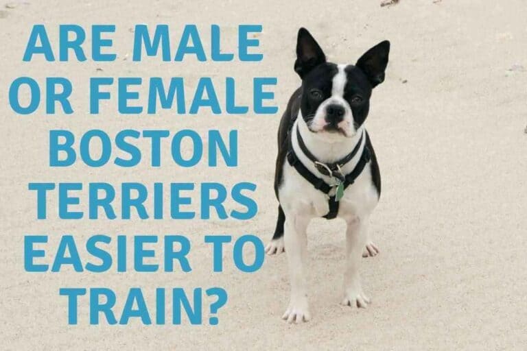 Are Male Or Female Boston Terriers Easier To Train?
