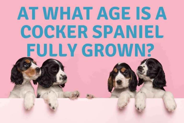 At What Age Is a Cocker Spaniel Fully Grown?