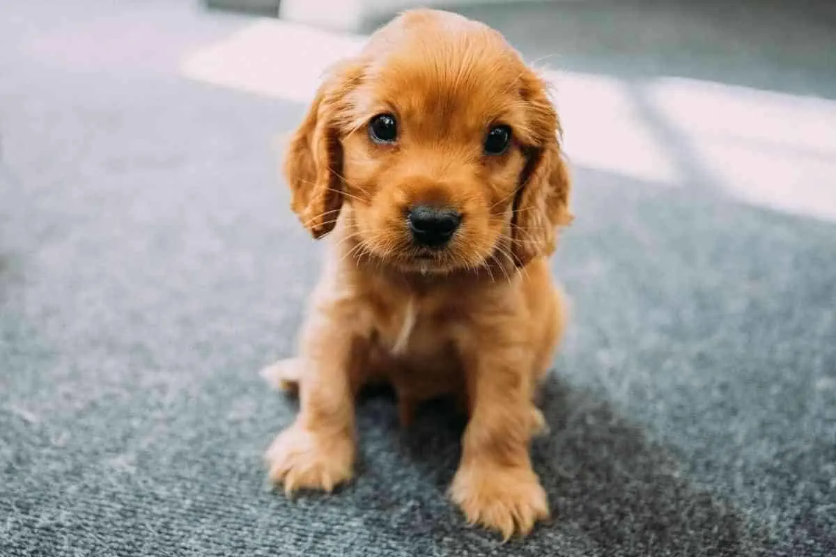 at what age is a cocker spaniel fully grown