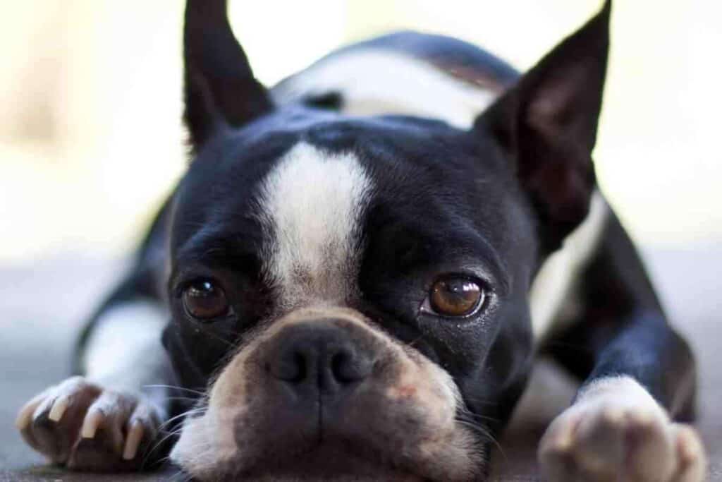Can Boston Terriers Be Kept Outside 1 Can Boston Terriers Be Kept Outside?