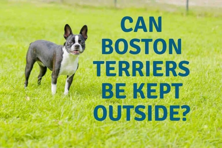 Can Boston Terriers Be Kept Outside?