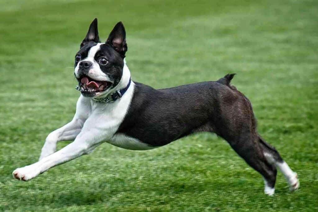 Do Boston Terriers Need A Lot Of Attention 1 Do Boston Terriers Need A Lot Of Attention?