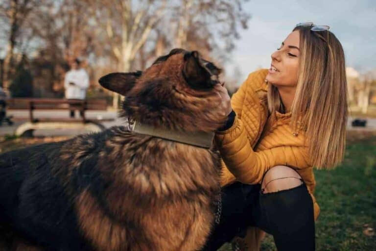 Do German Shepherds Attach to One Person?