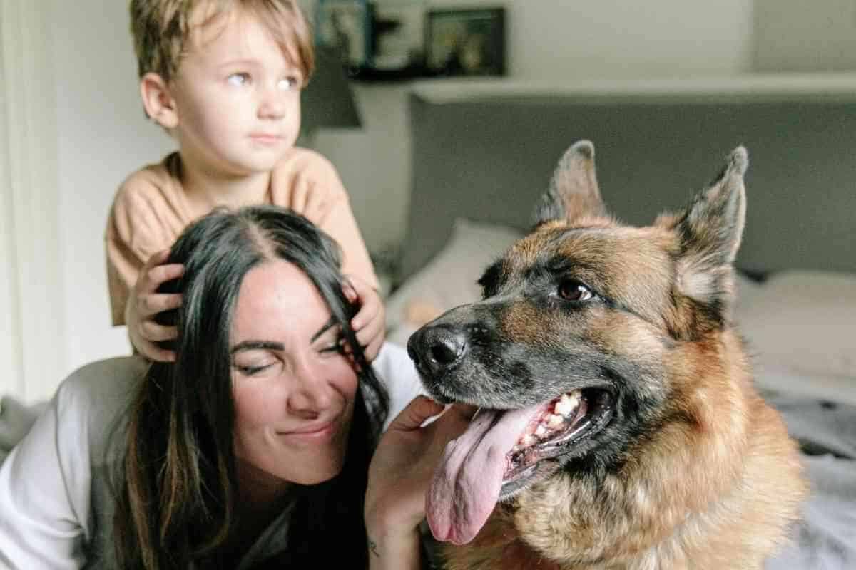 Do German Shepherds Like to Sleep with Their Owners? Yolo Pooch