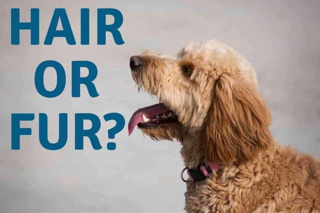 Do Goldendoodles Get Hot Easily? (Here's what to do) Yolo Pooch