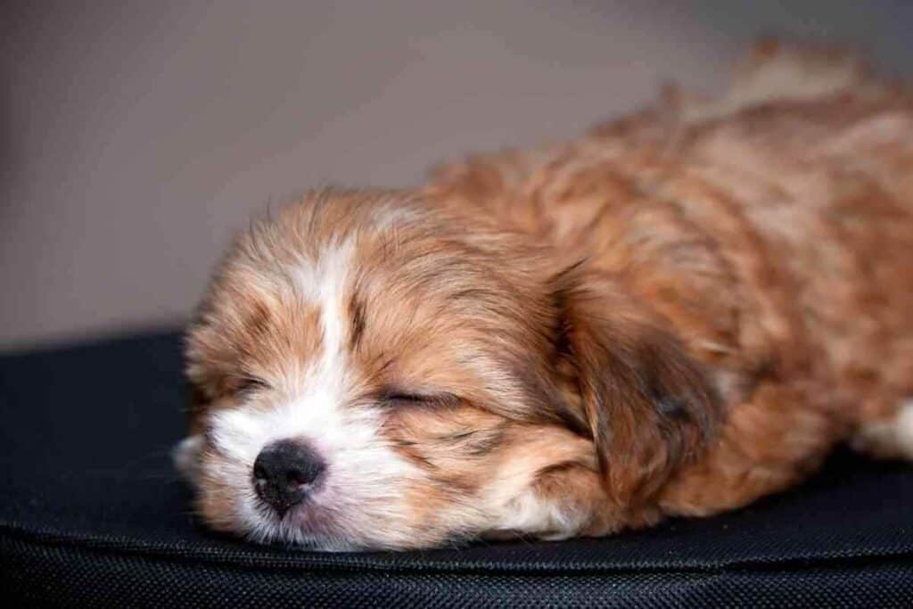 Do Havanese Puppies Change Color 1 Do Havanese Puppies Change Color?