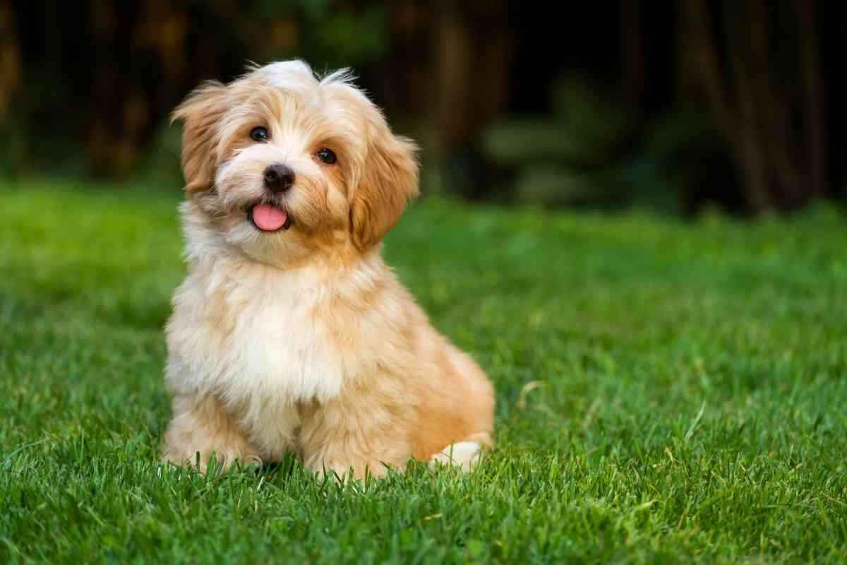 do-havanese-puppies-change-color-yolo-pooch