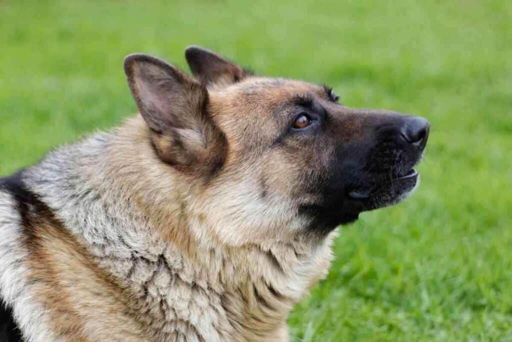 German Shepherd vs. Wolf Key Differences and Similarities German Shepherd vs. Wolf: Key Differences and Similarities