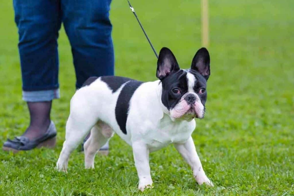 How Big Do Boston Terriers Get 1 How Big Do Boston Terriers Get?