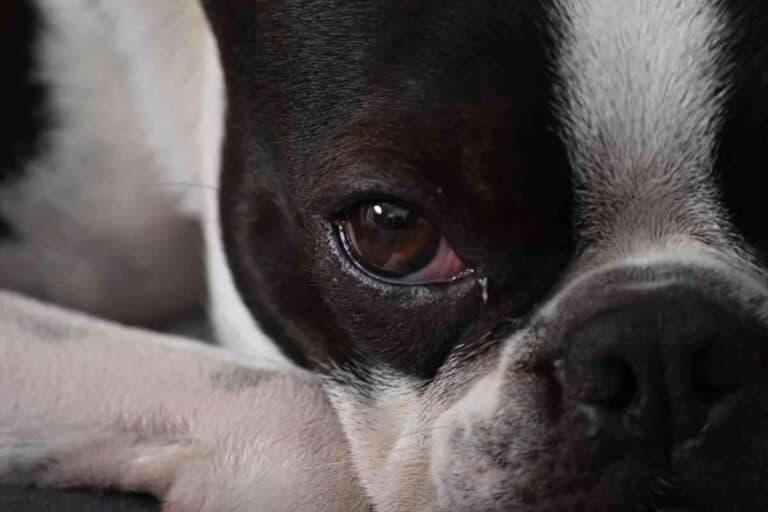 How Long Can Boston Terriers Be Left Alone?