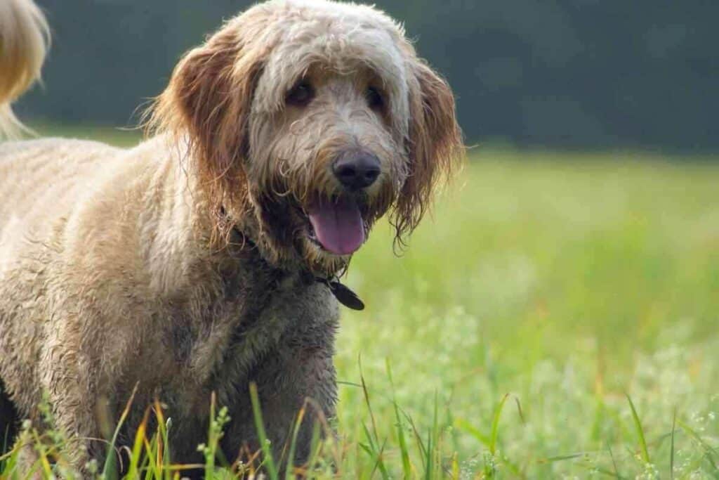 How Long Does It Take For Goldendoodles Hair To Grow Back 1 How Long Does It Take For Goldendoodles’ Hair To Grow Back?