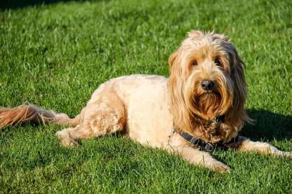 Do Goldendoodles Get Hot Easily? (Here's what to do) Yolo Pooch