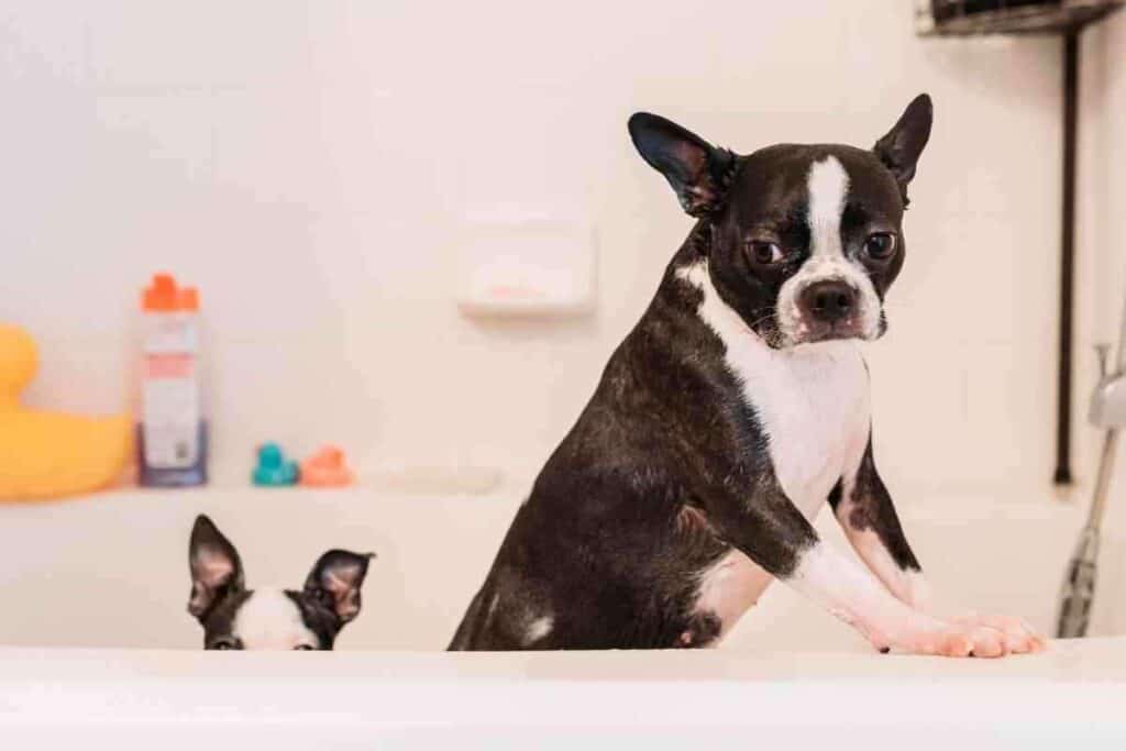 How Long Does It Take To Potty Train A Boston Terrier 1 How Long Does It Take To Potty Train A Boston Terrier?