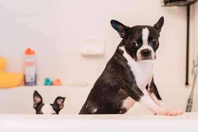 How Long Does It Take To Potty Train A Boston Terrier? Yolo Pooch
