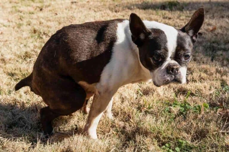 How Long Does It Take To Potty Train A Boston Terrier?