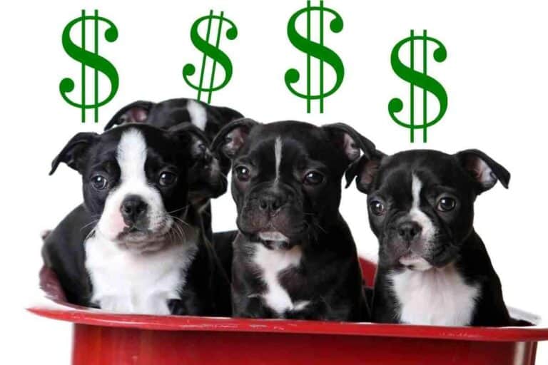 How Much Do Boston Terrier Puppies Cost?