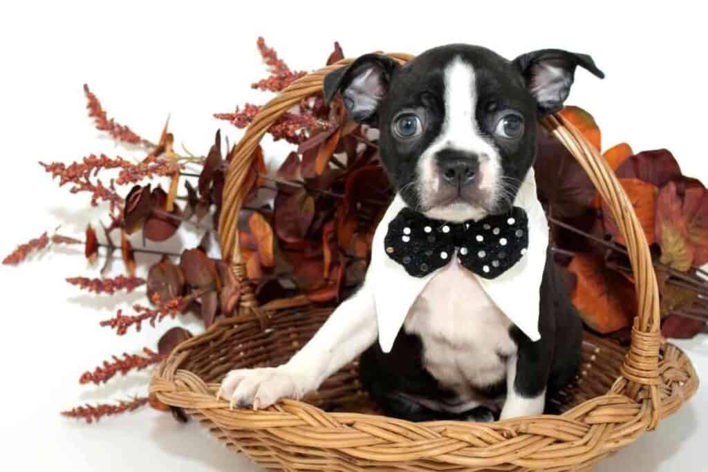 How Much Do Boston Terrier Puppies Cost How Much Do Boston Terrier Puppies Cost?